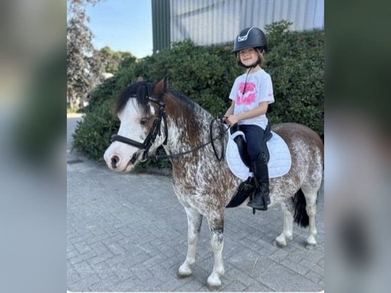 Welsh-A Hongre 9 Ans 122 cm Rouan Rouge in Bremen