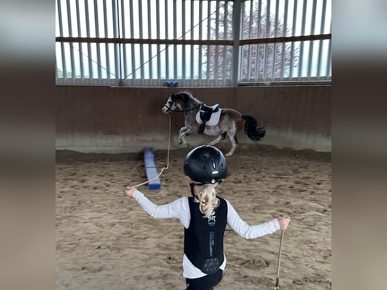 Welsh-A Hongre 9 Ans 122 cm Rouan Rouge in Bremen