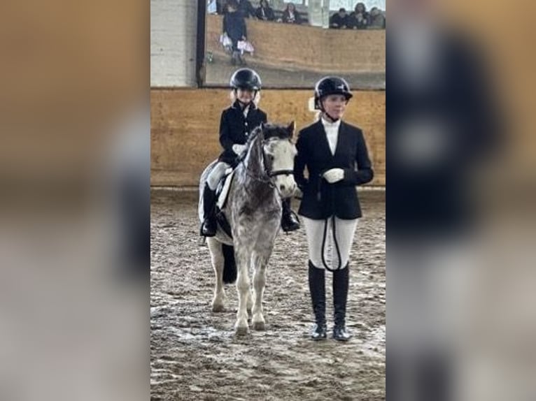 Welsh-A Hongre 9 Ans 122 cm Rouan Rouge in Bremen