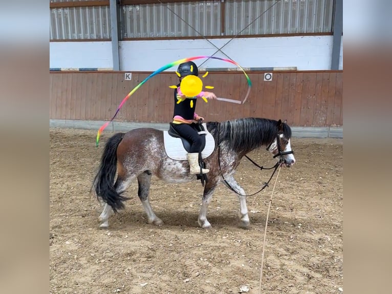 Welsh-A Hongre 9 Ans 122 cm Rouan Rouge in Bremen