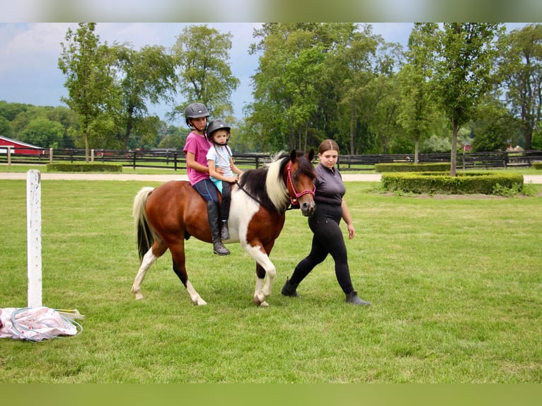 Welsh-A Hongre 9 Ans 132 cm Tobiano-toutes couleurs in Highland MI