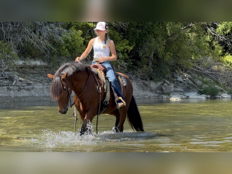 Welsh-A Croisé Hongre 9 Ans 137 cm Bai cerise in Cleburne