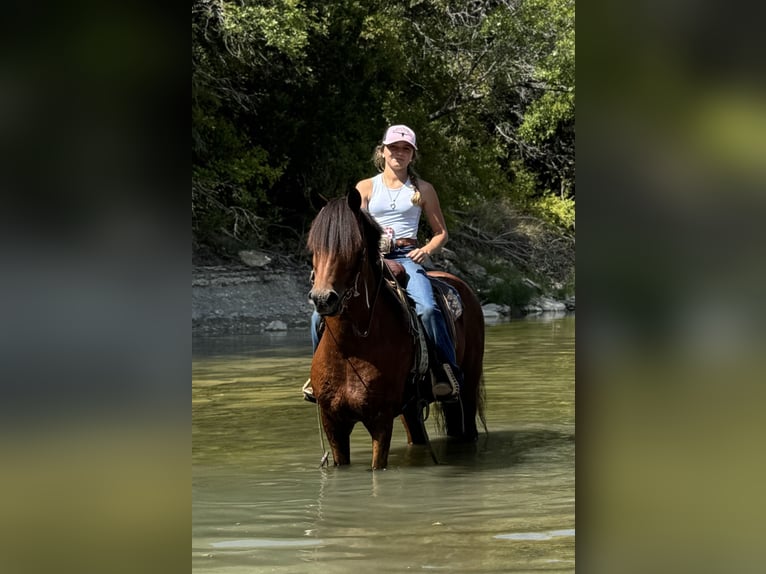 Welsh-A Croisé Hongre 9 Ans 137 cm Bai cerise in Cleburne