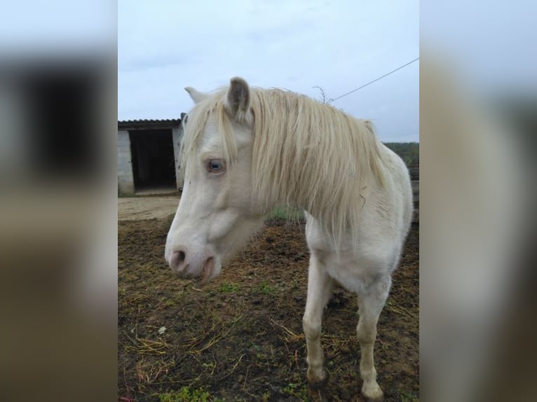 Welsh-A Jument 10 Ans 110 cm Cremello in Les Barthes