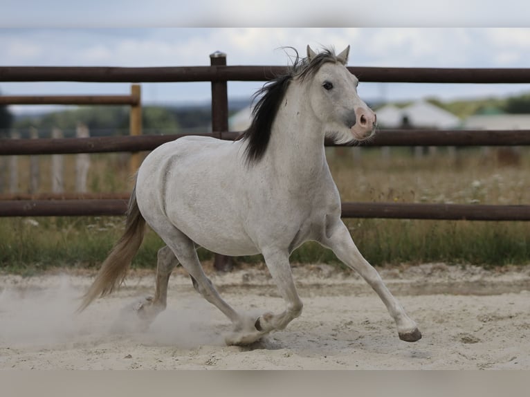 Welsh-A Jument 10 Ans 110 cm Gris in Bissendorf