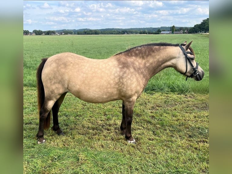 Welsh-A Jument 10 Ans 115 cm Buckskin in Didam