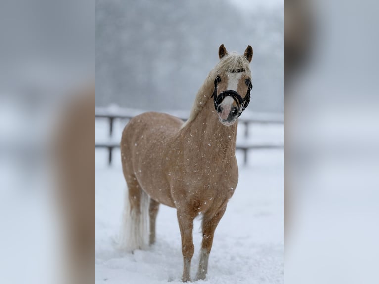 Welsh-A Jument 10 Ans 116 cm Palomino in Stadskanaal