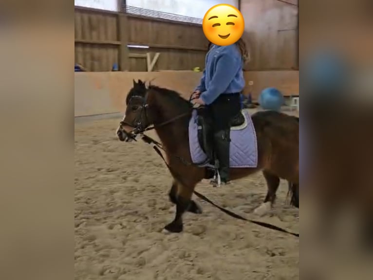 Welsh-A Jument 10 Ans 123 cm Bai in Stadtallendorf