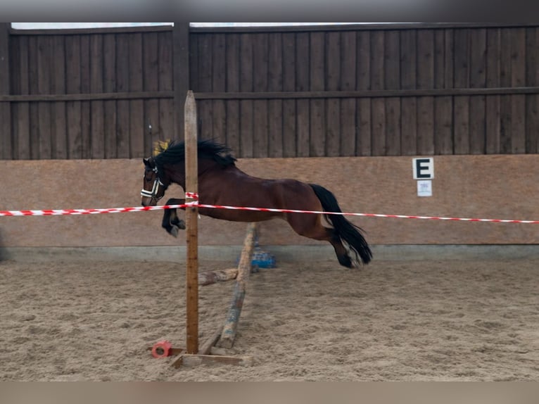 Welsh-A Jument 10 Ans 123 cm Bai in Stadtallendorf