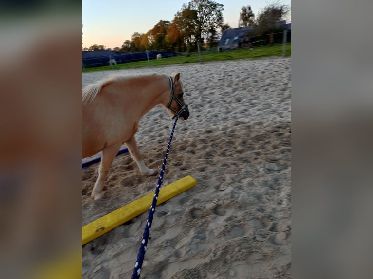 Welsh-A Jument 10 Ans Palomino in Rhauderfehn