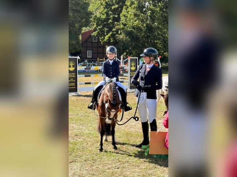 Welsh-A Jument 11 Ans 120 cm Bai in Ritterhude