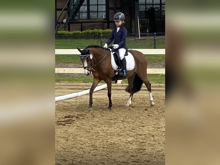 Welsh-A Jument 11 Ans 120 cm Bai in Ritterhude