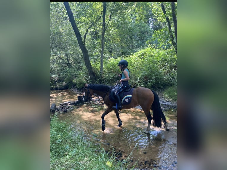 Welsh-A Jument 11 Ans 120 cm Bai in Ritterhude