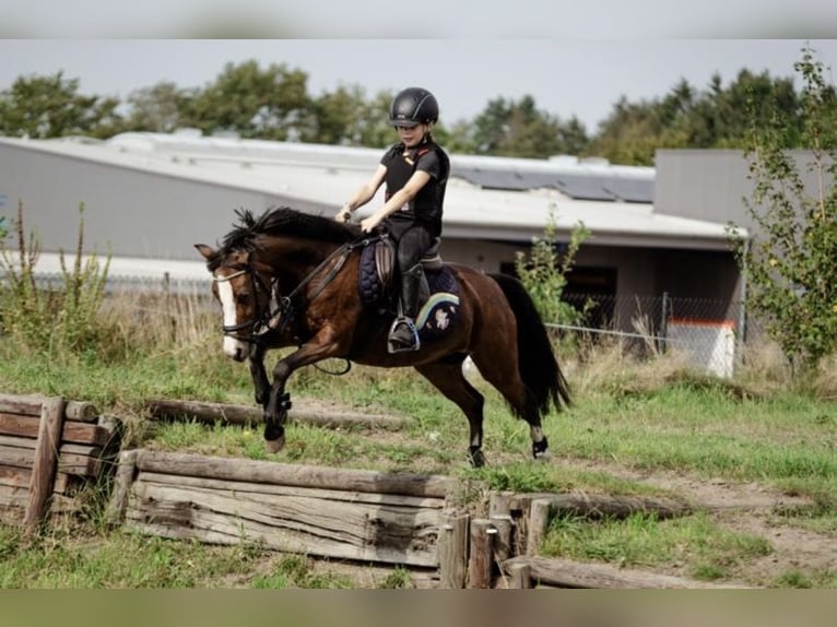 Welsh-A Jument 11 Ans 120 cm Bai in Ritterhude