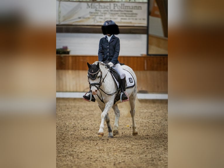 Welsh-A Jument 11 Ans 121 cm Gris pommelé in Steinheim