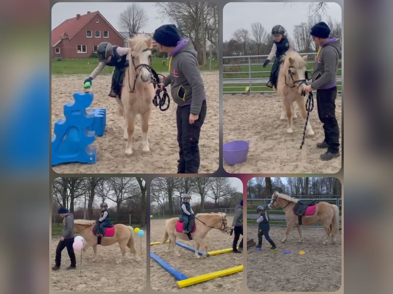 Welsh-A Jument 11 Ans Palomino in Rhauderfehn