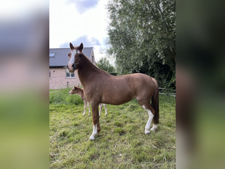 Welsh-A Jument 12 Ans 117 cm Alezan in Sleidinge