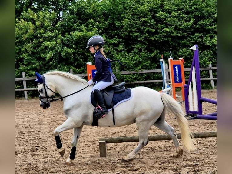 Welsh-A Jument 12 Ans 117 cm Gris in Wachtum