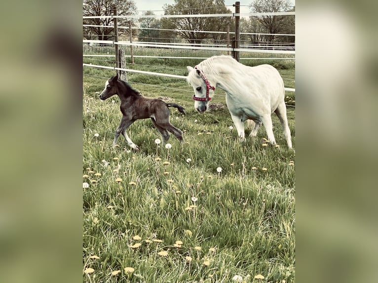 Welsh-A Jument 12 Ans 120 cm Gris in Wanna