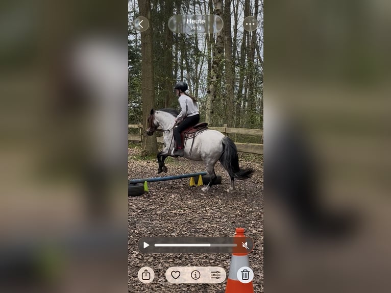 Welsh-A Croisé Jument 12 Ans 128 cm Roan-Bay in Bargenstedt