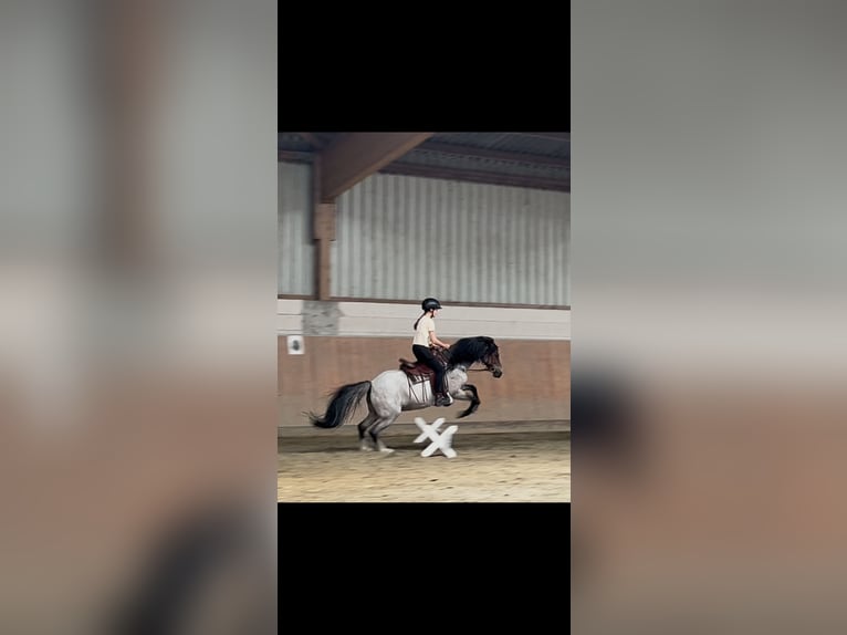 Welsh-A Croisé Jument 12 Ans 128 cm Roan-Bay in Bargenstedt