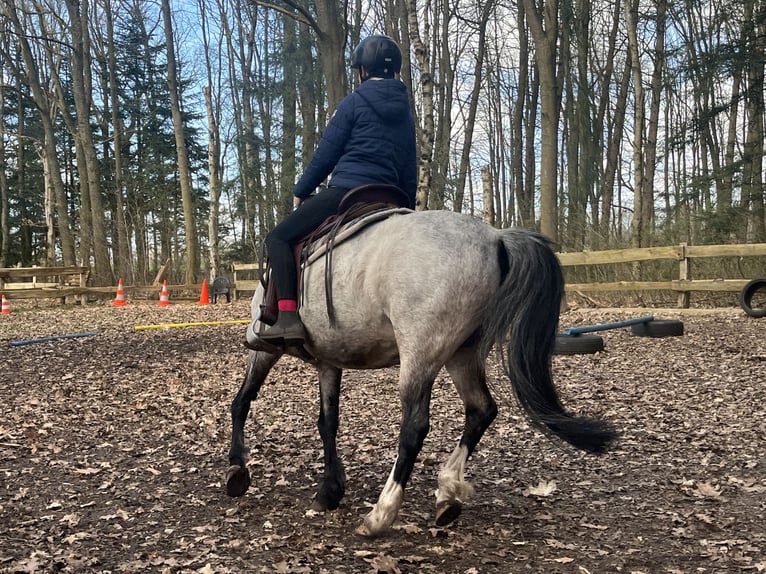 Welsh-A Croisé Jument 12 Ans 128 cm Roan-Bay in Bargenstedt