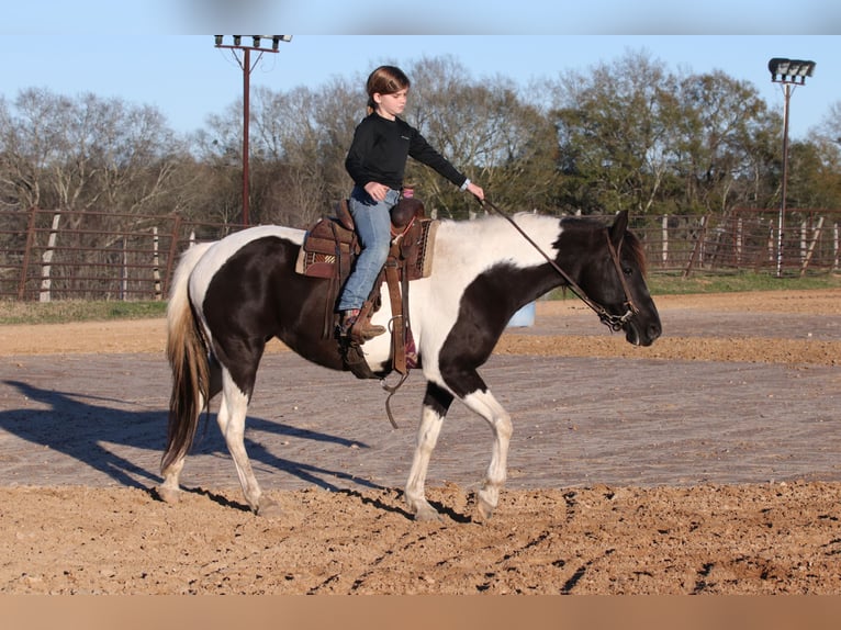 Welsh-A Jument 12 Ans 135 cm in Carthage, TX