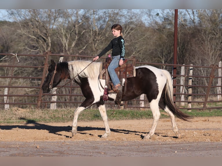 Welsh-A Jument 12 Ans 135 cm in Carthage, TX