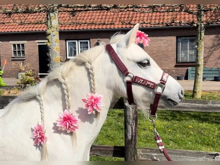 Welsh-A Jument 13 Ans 114 cm Gris in Barneveld