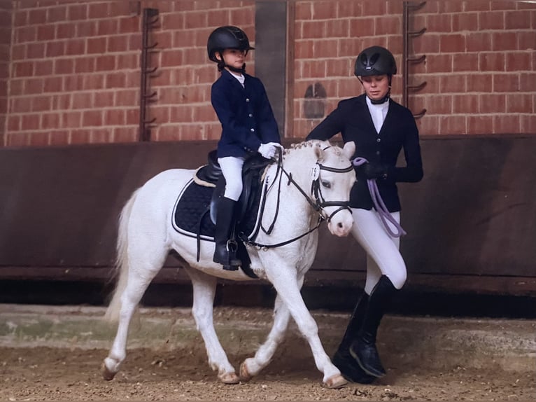 Welsh-A Jument 13 Ans 118 cm Gris pommelé in Schermbeck