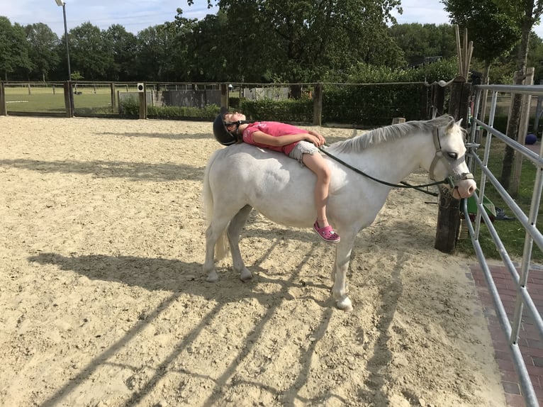 Welsh-A Jument 13 Ans 118 cm Gris pommelé in Schermbeck