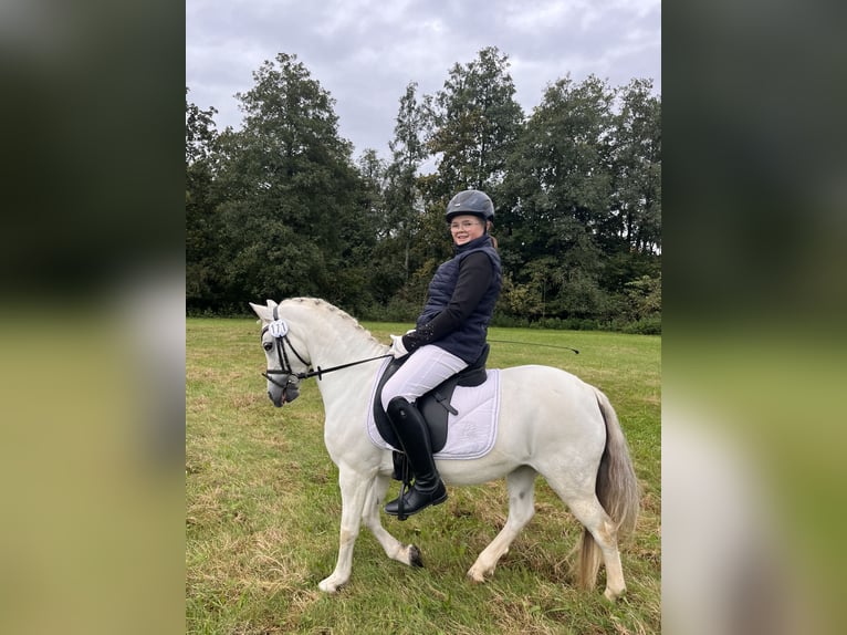 Welsh-A Jument 13 Ans 120 cm Gris in Rimbach