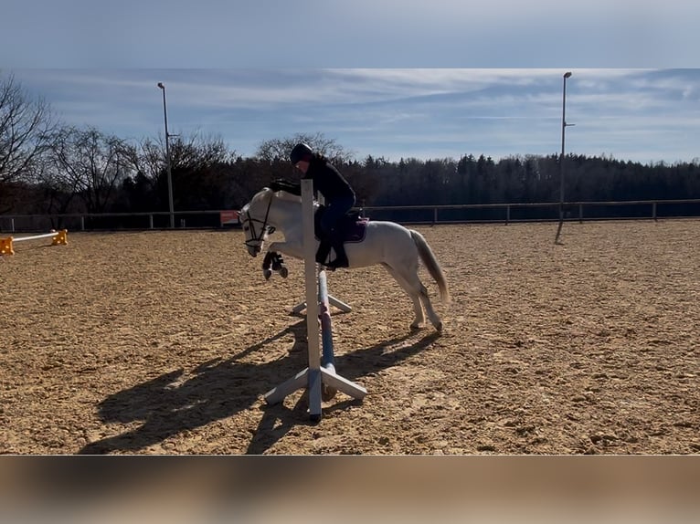 Welsh-A Jument 13 Ans 120 cm Gris in Rimbach