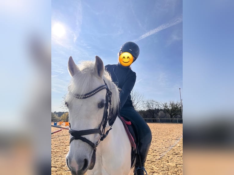 Welsh-A Jument 13 Ans 120 cm Gris in Rimbach