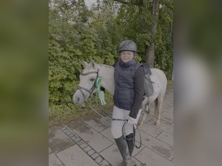 Welsh-A Jument 13 Ans 120 cm Gris in Rimbach