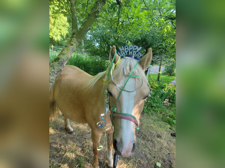 Welsh-A Jument 13 Ans 120 cm Isabelle in Uelvesbüll