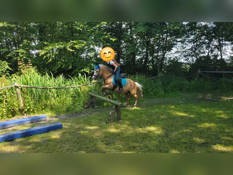 Welsh-A Jument 13 Ans 120 cm Isabelle in Uelvesbüll