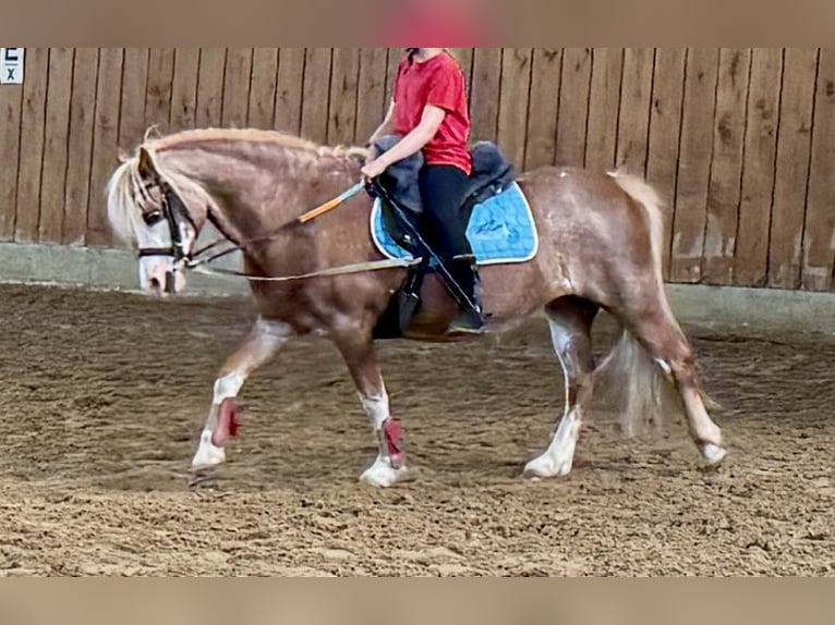 Welsh-A Jument 13 Ans 122 cm Aubère in Dötlingen