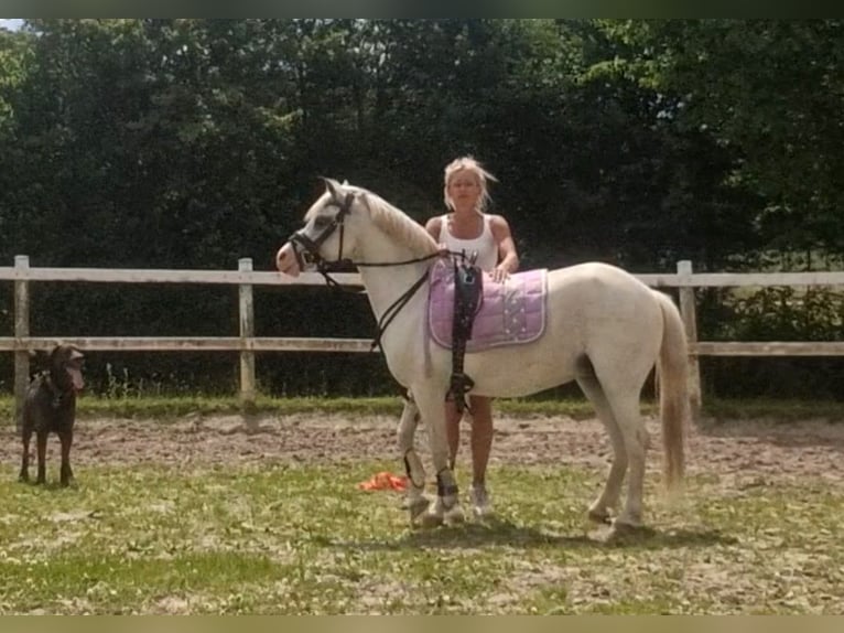 Welsh-A Jument 13 Ans 124 cm Gris in Sendenhorst
