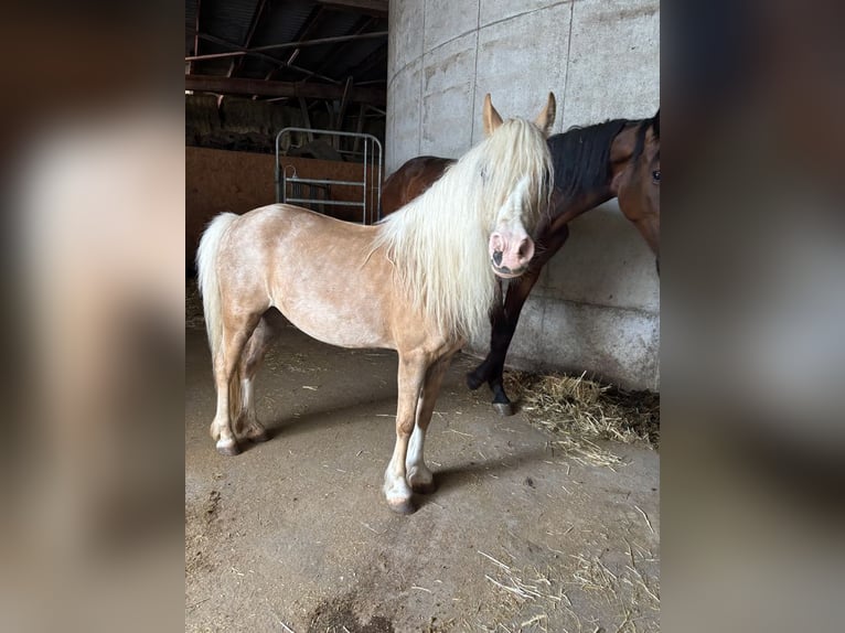 Welsh-A Jument 13 Ans 125 cm Palomino in Muggensturm