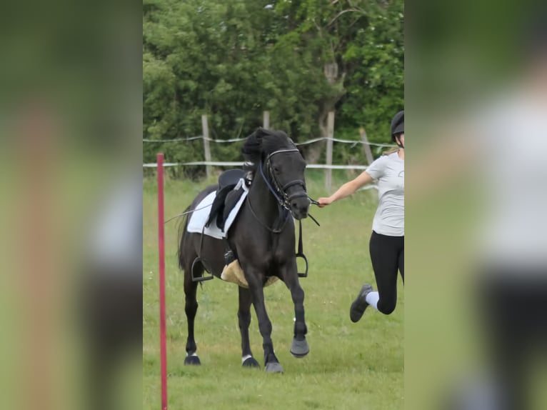 Welsh-A Jument 13 Ans 132 cm Noir in Breitenfurt bei Wien