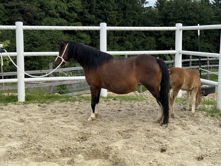 Welsh-A Jument 14 Ans 117 cm Bai brun in Reith bei Weichselbach