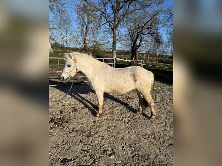 Welsh-A Jument 14 Ans 119 cm Gris in Hagen im Bremischen