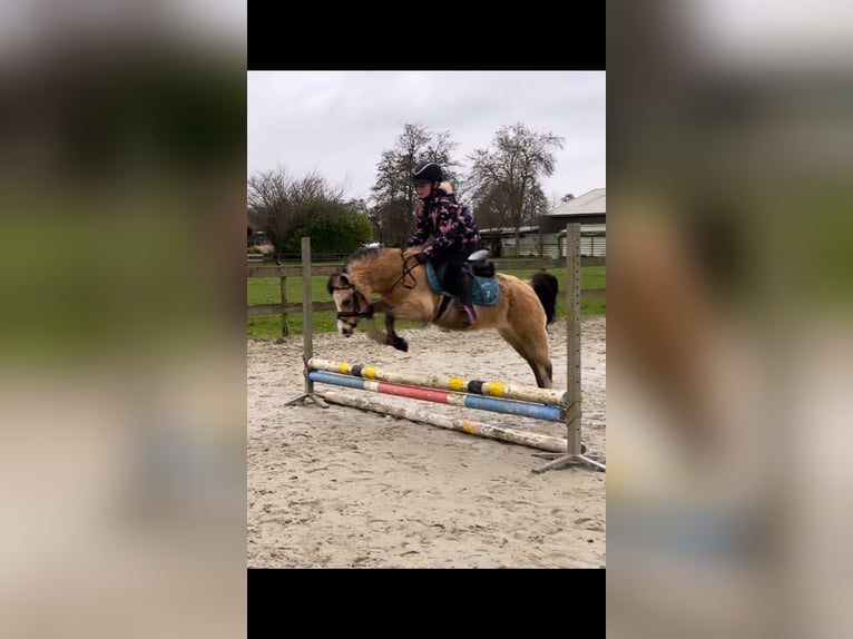 Welsh-A Jument 14 Ans 120 cm Palomino in Harkema