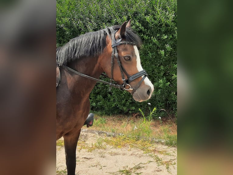 Welsh-A Jument 14 Ans 125 cm Bai brun in Gifhorn