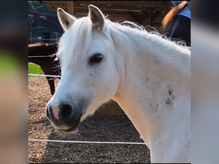 Welsh-A Jument 14 Ans 125 cm Gris in Augsburg