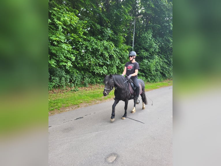 Welsh-A Jument 15 Ans 117 cm Noir in Norderstedt