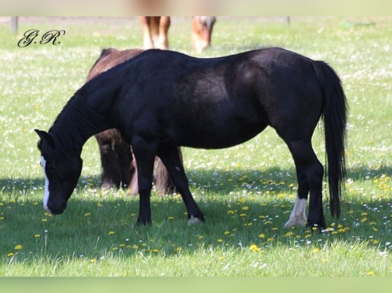 Welsh-A Jument 15 Ans 120 cm Noir in Neumünster