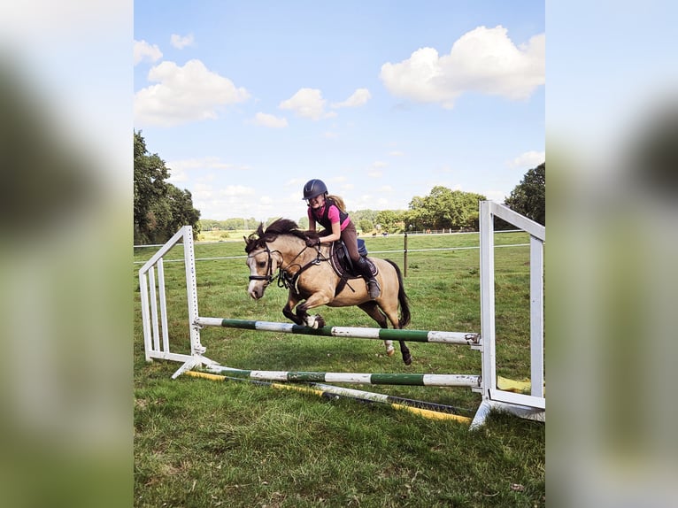 Welsh-A Jument 15 Ans 122 cm Isabelle in Heide