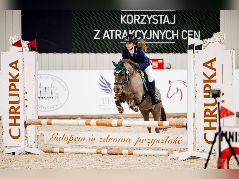 Welsh-A Jument 15 Ans 124 cm Alezan brûlé in Poznań